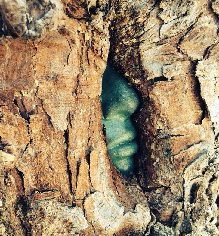 “This tree grew around a stone sculpture of a face, making it appear as if there is a green man trapped inside.”