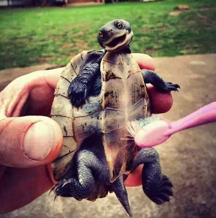 fascinating photos - happy turtle toothbrush