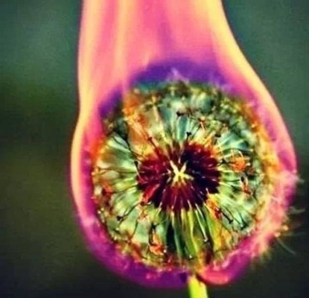 fascinating photos - burning dandelion