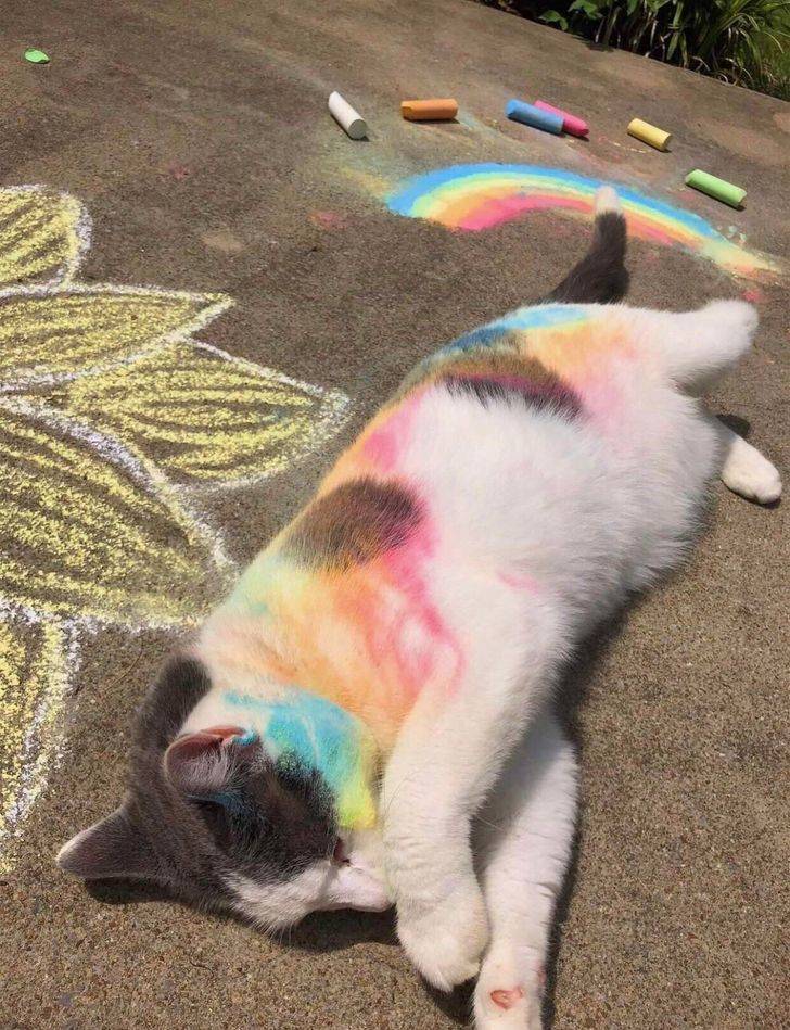 fascinating photos - cat rolled in sidewalk chalk