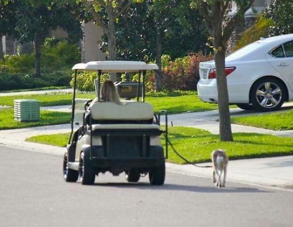 lazy people - golf cart dog