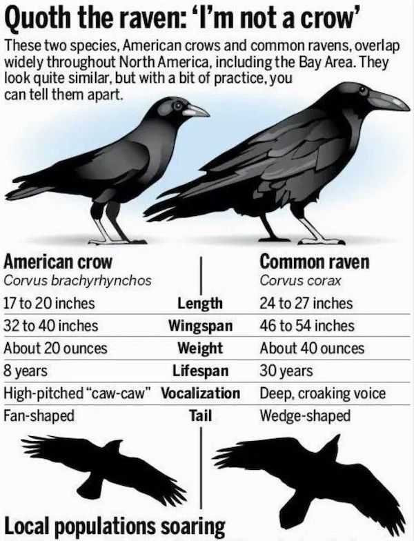 raven vs crow vs blackbird - Quoth the raven 'I'm not a crow' These two species, American crows and common ravens, overlap widely throughout North America, including the Bay Area. They look quite similar, but with a bit of practice, you can tell them apar