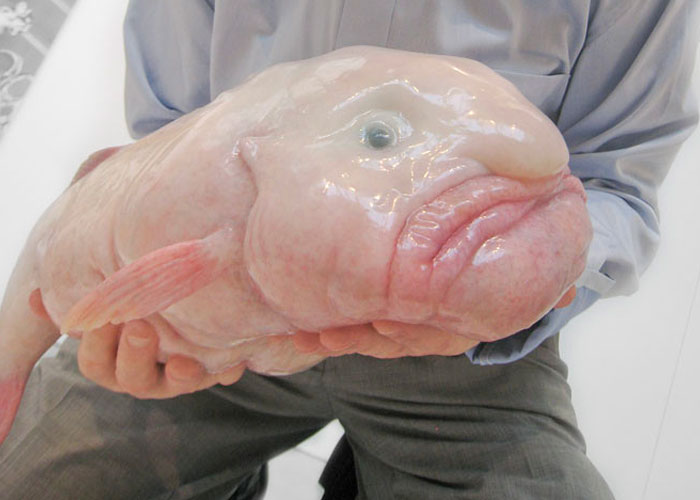 The image that most people have of blobfish is based on a misconception.

people think that’s what they look like all the time but blobfish adapted to live in deep waters, which means the deeper you go, the more water pressurethere is. Their bodies are not meaty like fish but more gelatinous because they adapted to the water pressure. if you accidentally pull them to higher levels but with less water pressure, their bodies don’t handle it well bc there’s nothing keeping their bodies in tact, so their bodies explode.

Basically, every photo you’ve seen of a blobfish where they look big and pink and, of course, blobby is a photo of a dead blobfish.

Merchandise and cartoons designed after what they look like dead. Hell, they’re referred to as what they look like dead.