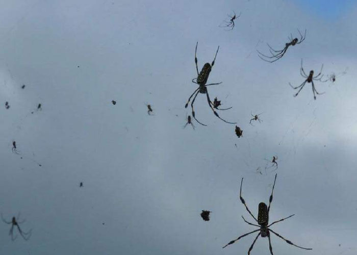 Spider - Rain (you read that right) is a real and naturally occurring phenomenon.