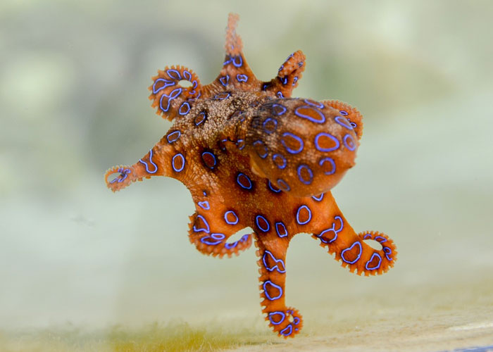 A blue ringed octopus, found in the Pacific, is a tiny and cute little guy, but one painless bite gives enough venom to take the lives of 25 male adults.