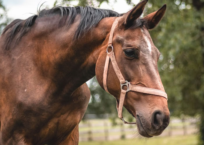 Horses can't throw up.

So if they eat something bad or get a bad gas bubble, they just lay down and die.