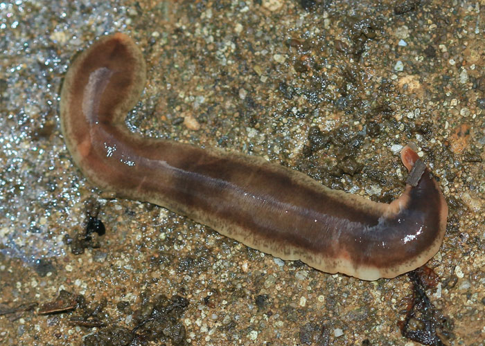If 2 male flat worms meet, they will sword fight with their penises until one loses. The loser will become female and they will mate.