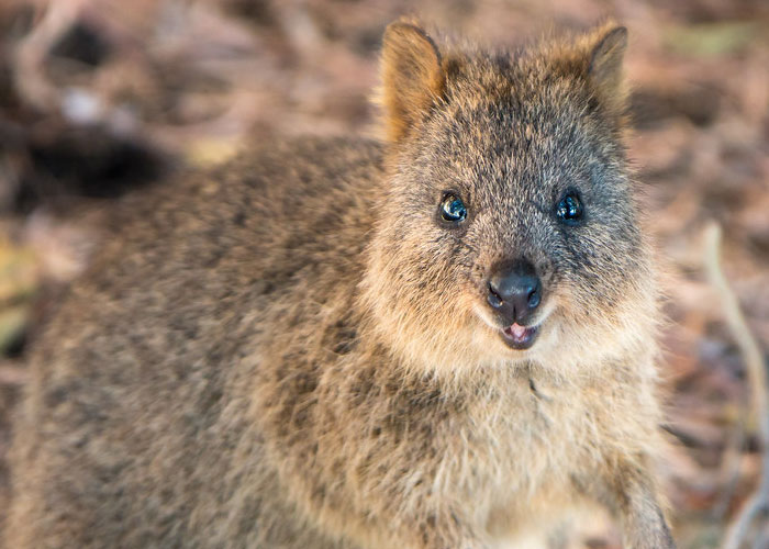 Quokkas, the worlds happiest animal, will throw their babies at attackers if threatened.