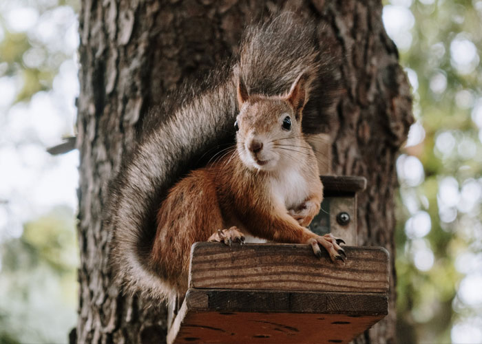 Most power outages in the US are caused by squirrels.