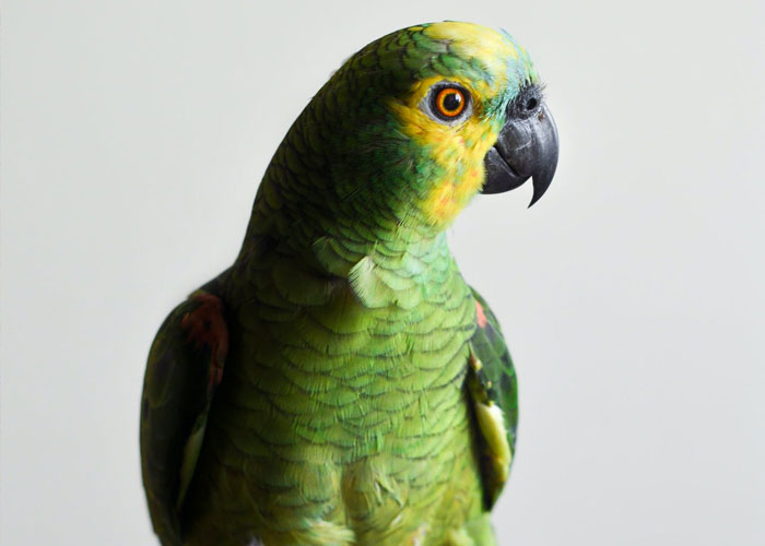 It was once thought for birds (parrots, magpies) to learn to talk, you had to release their tongue. This was done by cutting their tongue completely or partly off, of course without any anesthesia or pain killers. The tongue release plays absolutely no role in the birds' ability to talk.