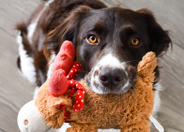 The reason dogs love squeaky toys is because they sound like small animals dying.