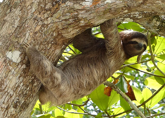 Sloths only have enough energy for their weekly toilet trip to the jungle floor. If the baby falls from their underside in the trees onto the floor, they choose to preserve their energy and leave it to be eaten.