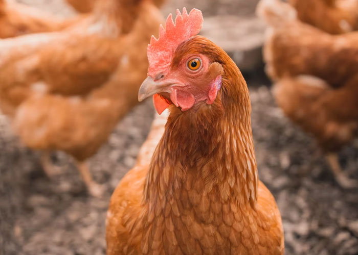 The threat of a deadly bird flu spreading to humans is always there. It takes just a little bit of negligence in screening chickens for this to happen.