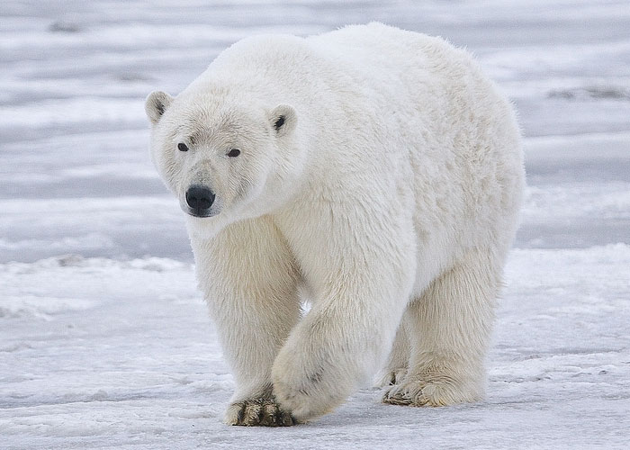 If you eat a polar bear liver, you will die. Humans can't handle that much vitamin A.
