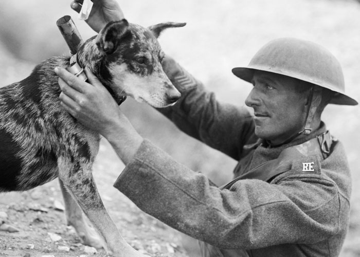 During ww1 thousands of dogs were taken from families for the war effort and when the war was over most of them were just shot because it was cheaper than feeding them for the trip home and finding their homes.