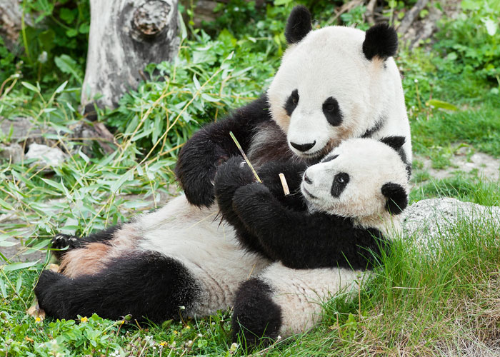 Oftentimes when Pandas have cubs, if they have more than one they will choose which one to keep and abandon the other because she can’t care for two.

Grizzlies are the opposite. If they have a litter of just one, sometimes they’ll abandon it and try to mate again the next year to try for a litter of multiple cubs :(