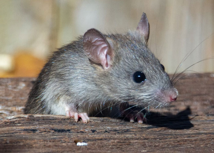 The FDA allows a tiny amount of things like rat droppings or insect parts in certain foods.