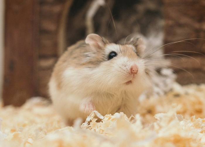If a female hamster gets too stressed, it will eat its kids.