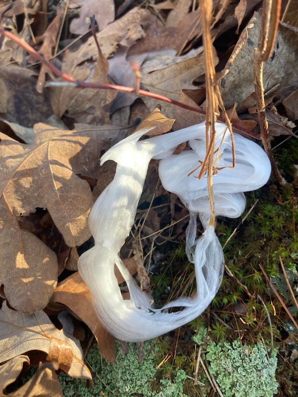 What is this ice phenomenon I found on the forest floor today?

A: The term for it is frost flower and has to do with moisture freezing as it escapes plant tissue.