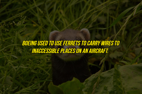 random facts - do ferrets live - Boeing Used To Use Ferrets To Carry Wires To Inaccessible Places On An Aircraft.