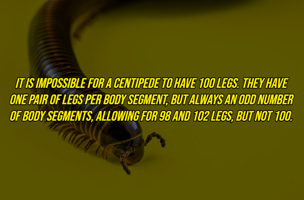 random facts - macro photography - It Is Impossible For A Centipede To Have 100 Legs. They Have One Pair Of Legs Per Body Segment, But Always An Odd Number Of Body Segments, Allowing For 98 And 102 Legs, But Not 100.