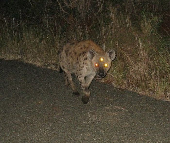 cursed - wtf pics - hyena eyes at night