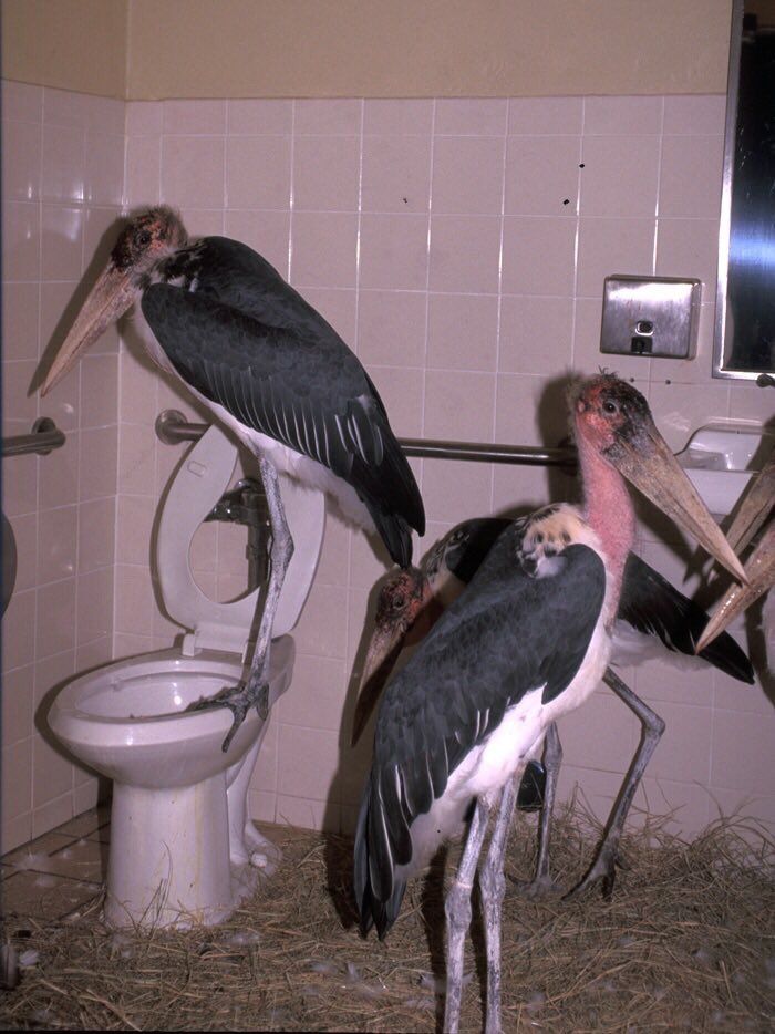 cursed - wtf pics - marabou stork bathroom