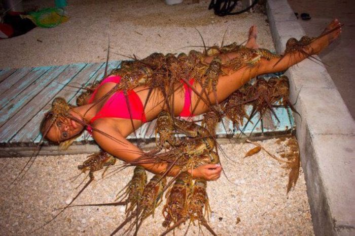 cursed - wtf pics - spiny lobster eating