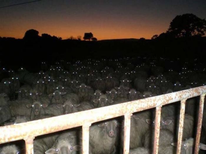 cursed - wtf pics - sheep in night