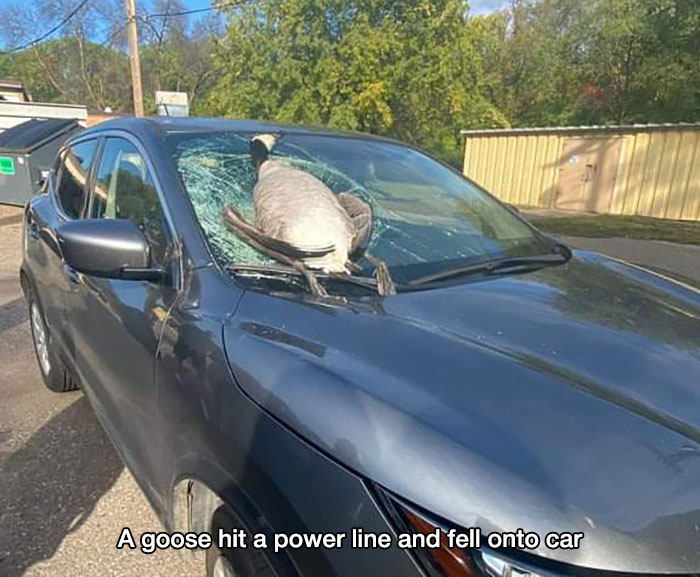 people having bad days - goose hit power line - A goose hit a power line and fell onto car