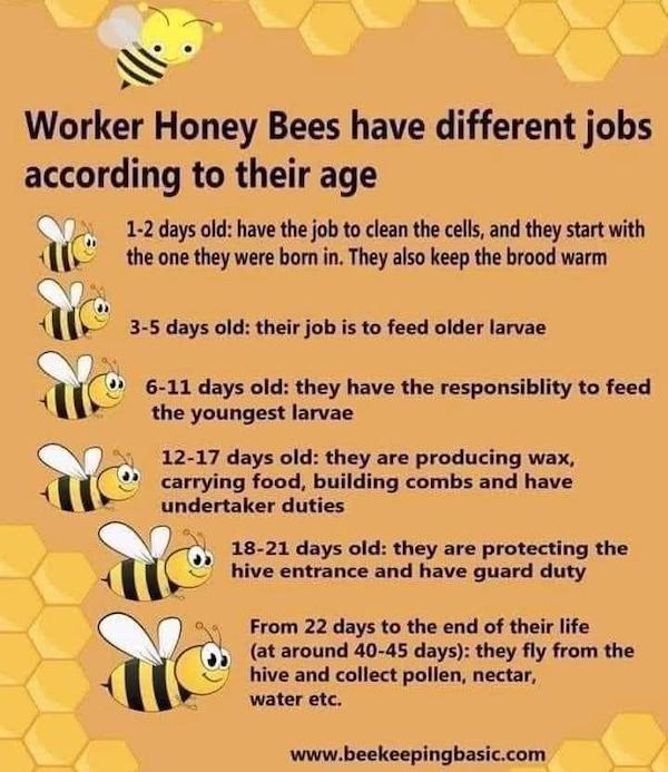 charts - infographics - Bees - Worker Honey Bees have different jobs according to their age 12 days old have the job to clean the cells, and they start with the one they were born in. They also keep the brood warm 35 days old their job is to feed older la