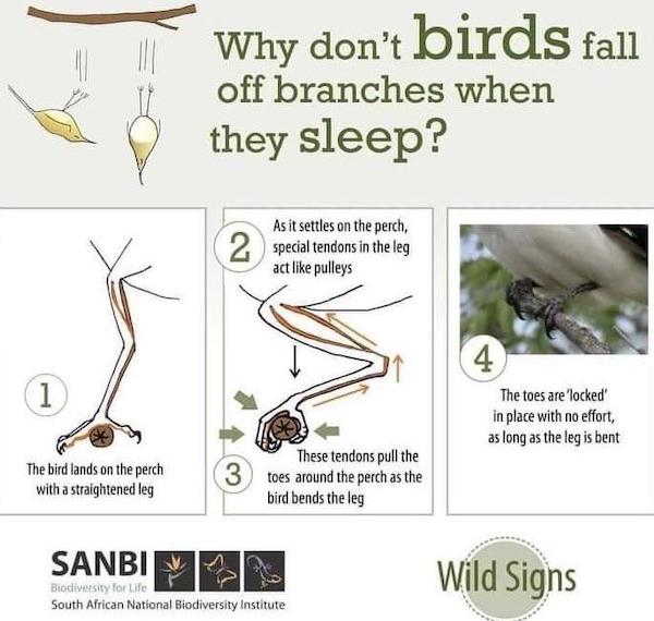 charts - infographics - fauna - Why don't birds fall off branches when they sleep? As it settles on the perch, 2 special tendons in the leg act pulleys 1 4 The toes are locked in place with no effort, as long as the leg is bent The bird lands on the perch