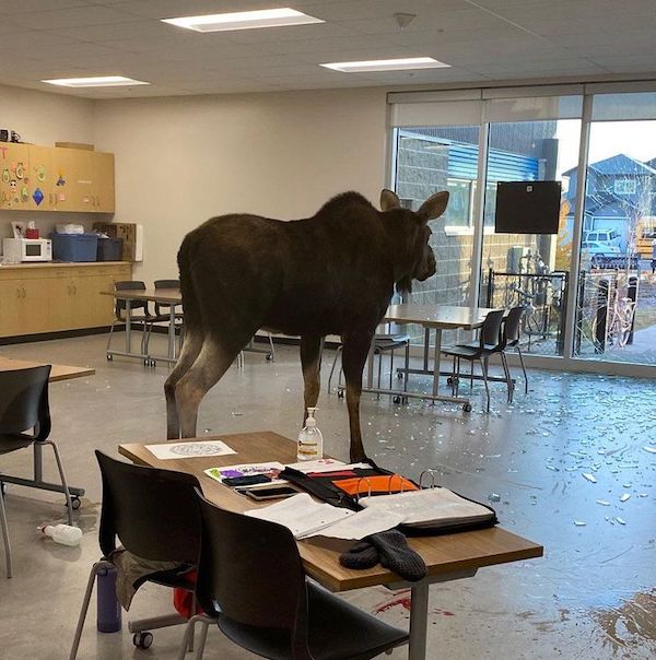 Escalated Quickly - moose in classroom saskatoon