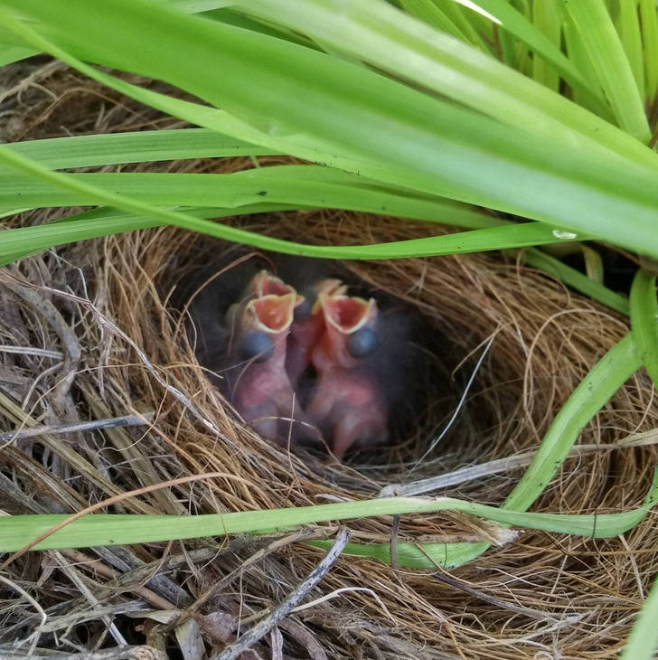 ’’I found a hidden nest inside my potted plant while gardening.’’