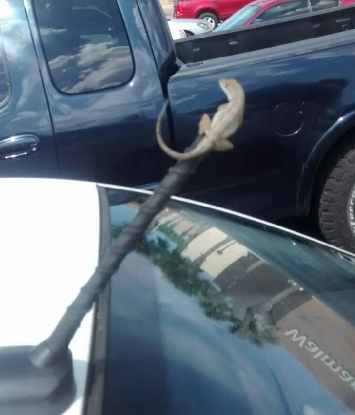 ’’I got out of my car at the store and saw this guy hanging on for dear life.’’