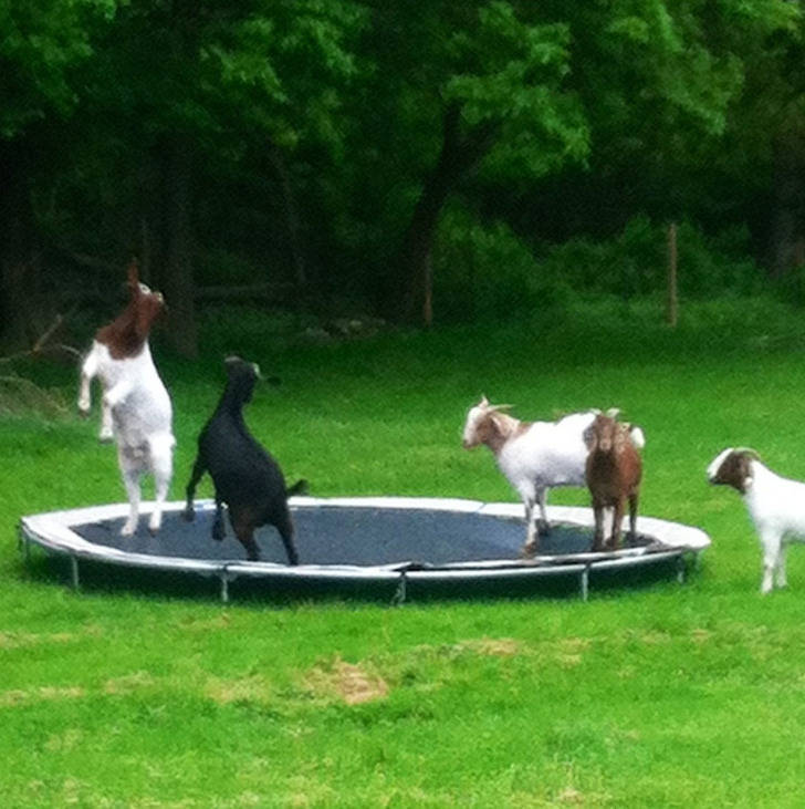 ’’I came across goats playing on a trampoline while driving aimlessly today.’’
