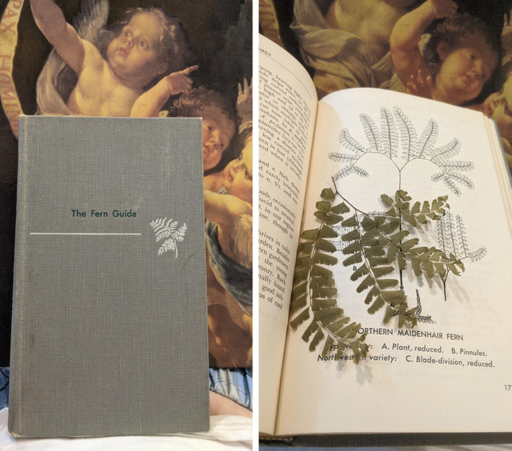 “I opened a thrifted fern book from 1961 to find a total of 4 dried ferns inside!”