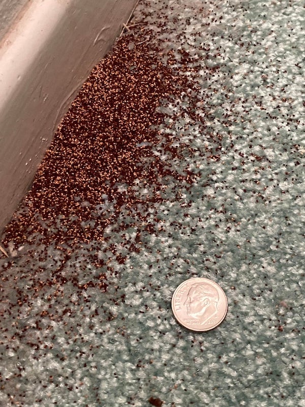 What are these tiny brown and tan beads I found in my carpet and on my windowsill?

A: You have termites.