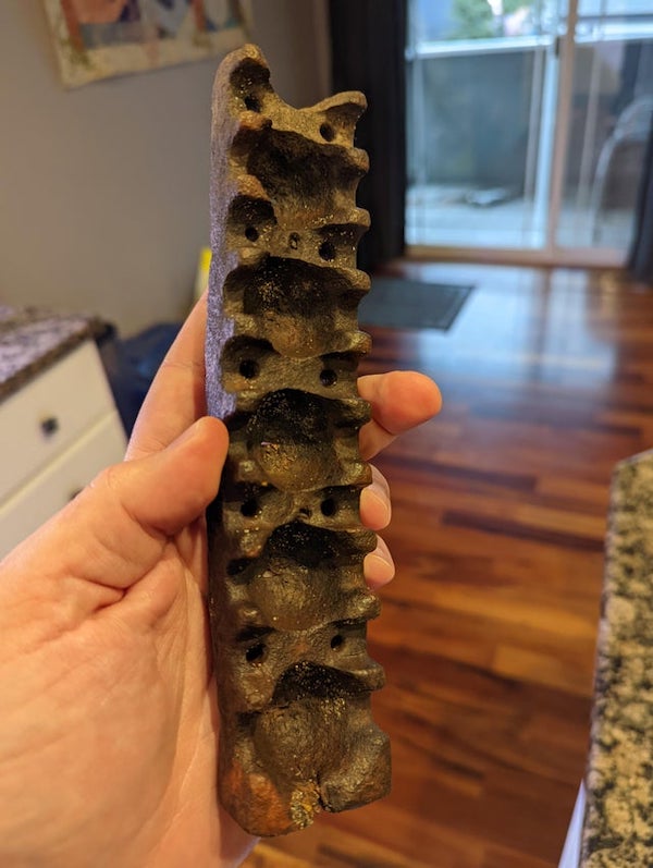 I found this thing on the beach in Oregon. It looks like metal but it’s actually soft and rubbery. What is it?

A: It’s a rubber cover for an electrical terminal strip, usually used in industrial or transportation settings. The little holes fit pins on the strip and friction holds it in place.