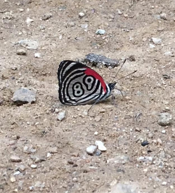double take pics - 69 butterfly - 08