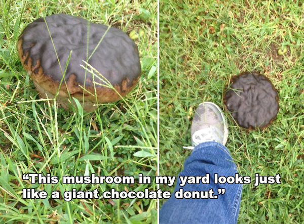 double take pics - mushroom looks like chocolate - This mushroom in my yard looks just a giant chocolate donut."