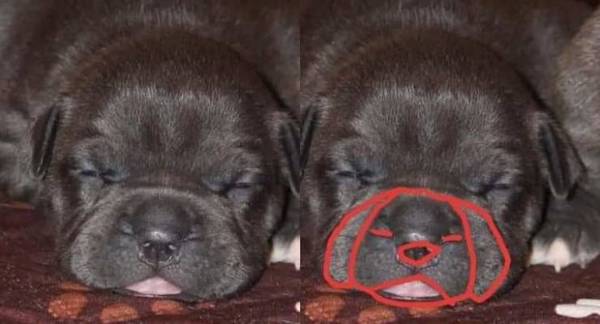 double take pics - recursive puppy