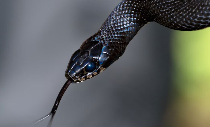 In Australia at least, you do not need to identify or try to catch the snake that bit you. The antivenin is universal.