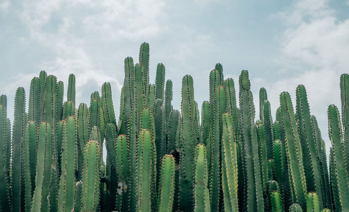 Don’t drink water from cactus, it’s not potable and likely to trigger vomiting/diarrhea and you will get more dehydrated.
