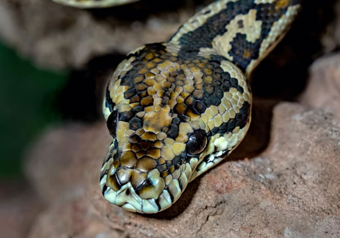 after getting bitten by a snake trying to suck out the venom, do not do that, by sucking the area of the bite your blood flows faster and increases the speed off the venom acting on your body, it'll just get to your heart quicker and kill you