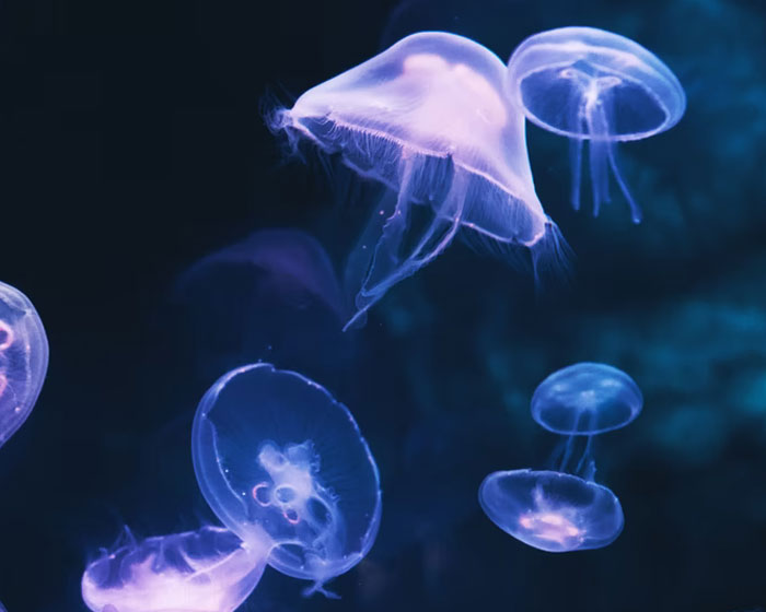 For the love of God don't pee on jellyfish stings. This can cause an Infection, use salt water to clear the wound area, then rubbing alcohol or vinegar.

I'm seriously concerned on how much media I watched growing up had this survival tip that is completely false.