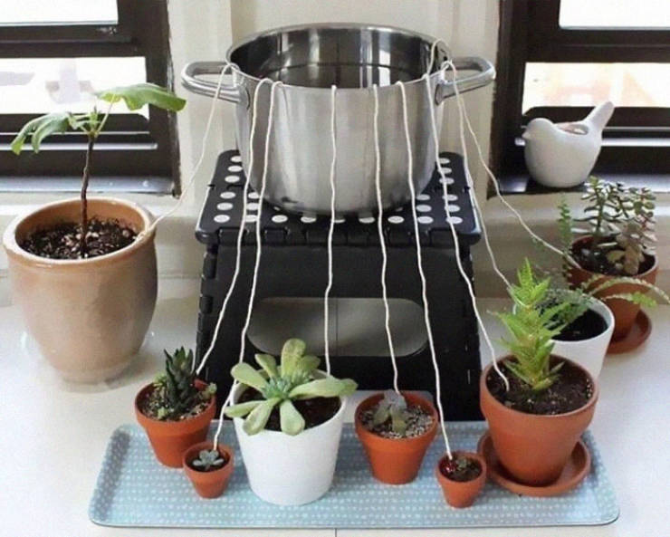 "Watering your plants while on vacation: if you're going away on vacation, place a pot on a step stool on your counter your succulents around the step stool, wet & run strings from the pot to the plants (tuck into each pot), fill the pot with water & the water will leach down to the plants."