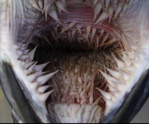 inside a sea turtle's mouth
