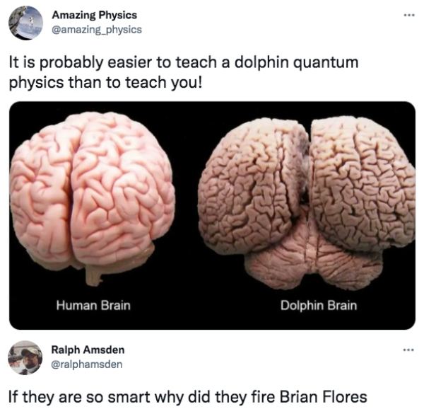 twitter memes - cetacean brain - Amazing Physics physics It is probably easier to teach a dolphin quantum physics than to teach you! Human Brain Dolphin Brain . Ralph Amsden If they are so smart why did they fire Brian Flores