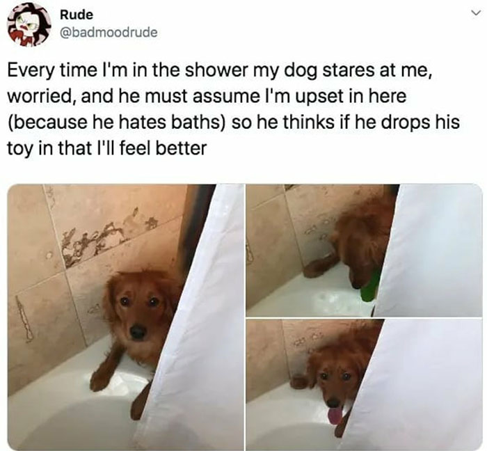 wholesome pics and memes - Rude Every time I'm in the shower my dog stares at me, worried, and he must assume I'm upset in here because he hates baths so he thinks if he drops his toy in that I'll feel better
